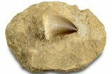 Fossil Mosasaur (Prognathodon) Tooth in Rock - Morocco #311854-1